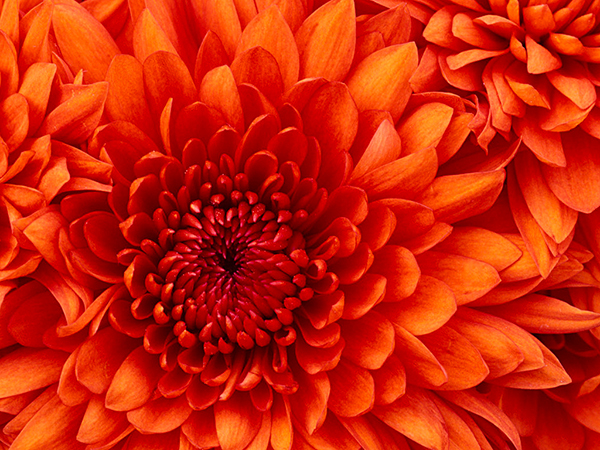 chrysanthemumrev.jpg