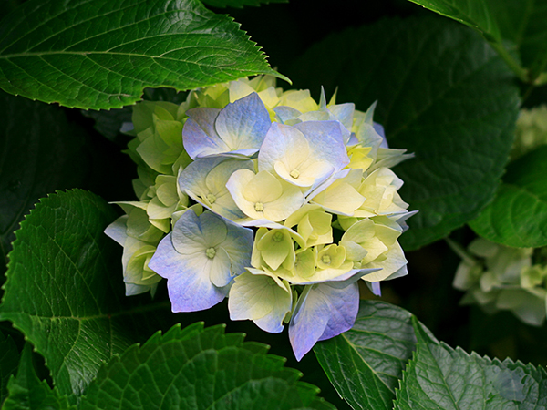 hydrangeasrev.jpg