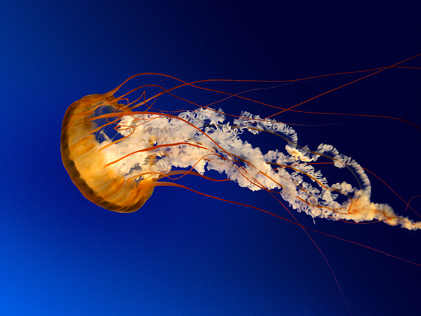 jellyfishrev.jpg