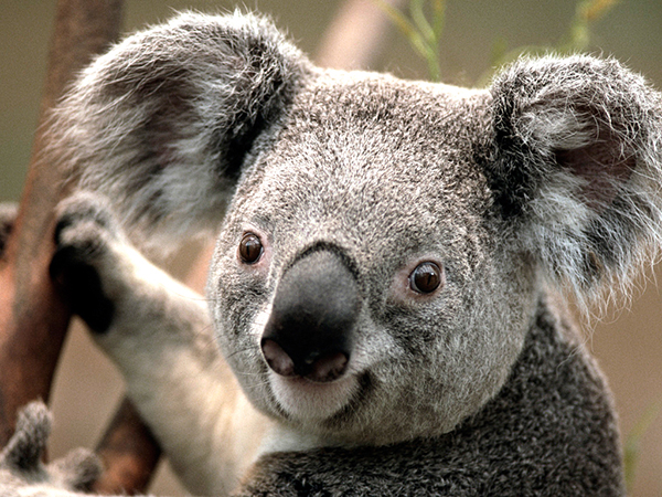 koalarev.jpg