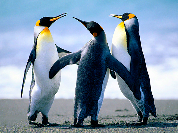 penguinsrev.jpg