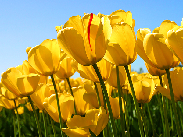 tulipsrev.jpg